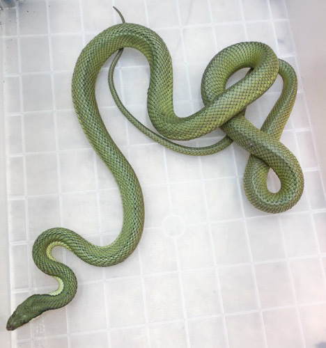 売約済 バロンコダマヘビ フルアダルト♀ | 爬虫類小動物の買取＆販売