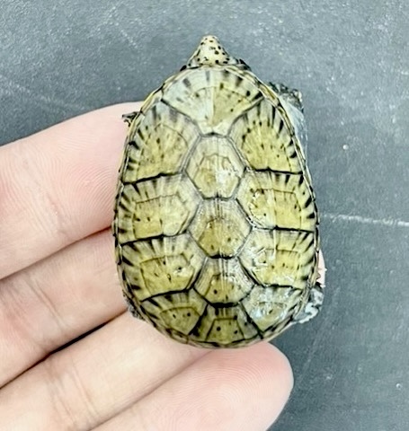 7569 美個体！ハラガケガメCB 約4cm - 爬虫類小動物の買取＆販売 ルームズー