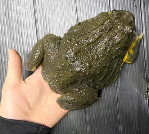 8654 big！アフリカウシガエル ♂ | 爬虫類小動物の買取＆販売 ルームズー