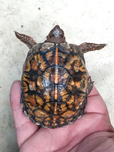 極美！トウブハコガメ レッド血統 約7cm | 爬虫類小動物の買取＆販売