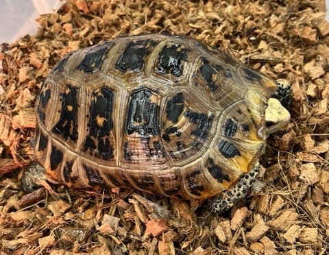 8157 エロンガータリクガメ♀ 18cm 多甲板 飼い込み | 爬虫類小動物の