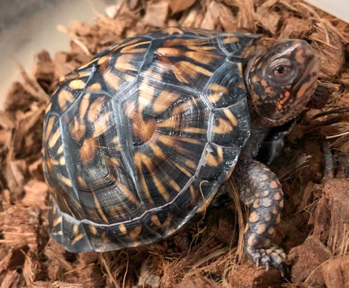 売約済 トウブハコガメ 美個体 約10cm | 爬虫類小動物の買取＆販売 ルームズー