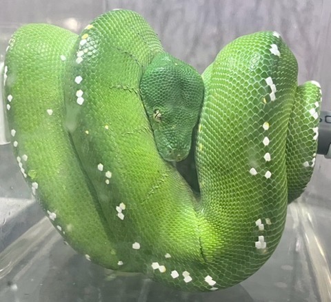 7090 グリーンパイソン アルー CB 飼い込みアダルト♂ | 爬虫類