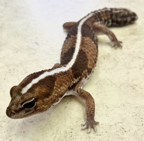 トロールビーズ 未使用・レア】キモノキット 2011年限定 着物 かすりガラス トロールビーズ 未使用・レア】キモノキット 2011年限定 着物 か