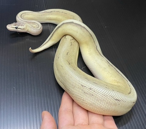 7468 ボールパイソン スーパーパステルハーレキンジェネ