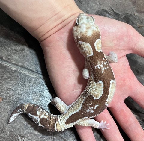 7173 ニシアフリカトカゲモドキ ズールー アダルト♂ | 爬虫類