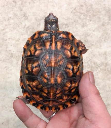 売約済 極美トウブハコガメ レッド 9.5cm | 爬虫類小動物の買取＆販売