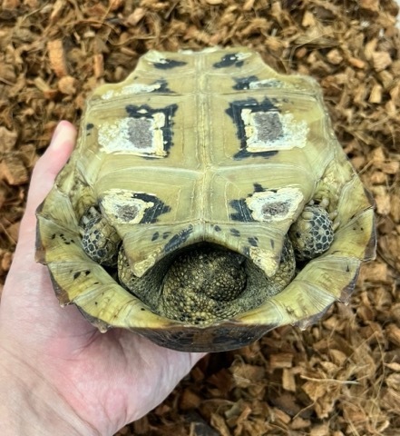 8157 エロンガータリクガメ♀ 18cm 多甲板 飼い込み | 爬虫類小動物の