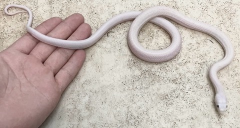 7441 テキサスラットスネーク リューシ ヤング 飼い込み♂ | 爬虫類