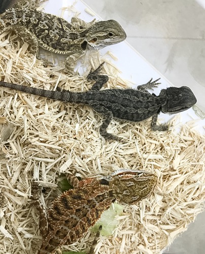売約済 フトアゴヒゲトカゲ ブラックセレクト | 爬虫類小動物の買取