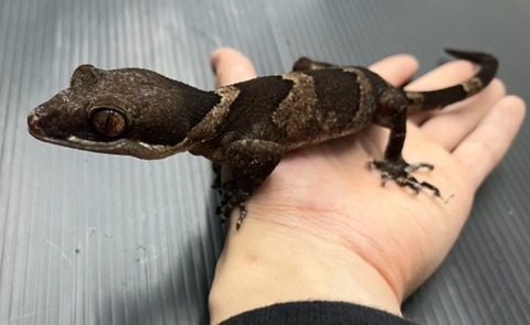 カータートゲオヤモリ！爬虫類・ヤモリの基本情報と飼育方法