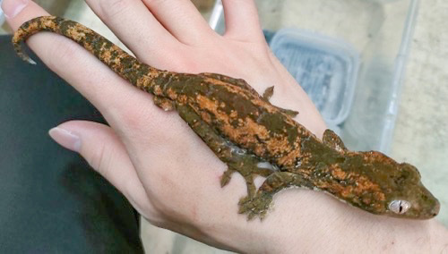 姫路店 チャホアミカドヤモリ 飼い込み | 爬虫類小動物の買取＆販売