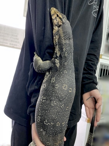 姫路店 6750 サルバトールモニター マカッサル産 飼い込みサブアダルト