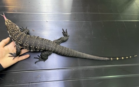 8508 b&wテグー 飼い込み ヤング | 爬虫類小動物の買取＆販売 ルームズー