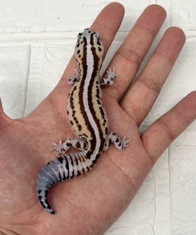 7888 ニシアフリカトカゲモドキ ホワイトアウトパターンレス