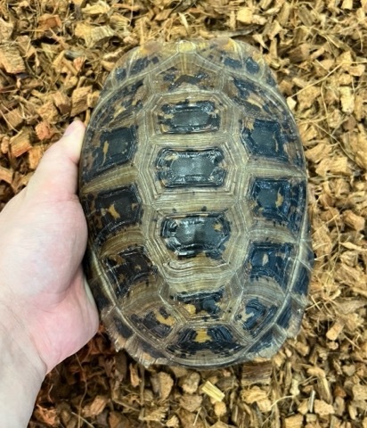 リクガメ等に使用してました！ 中古のインキュベータ（爬虫類） 8157 エロンガータリクガメ♀ 18cm 多甲板 飼い込み | 爬虫類小動物の