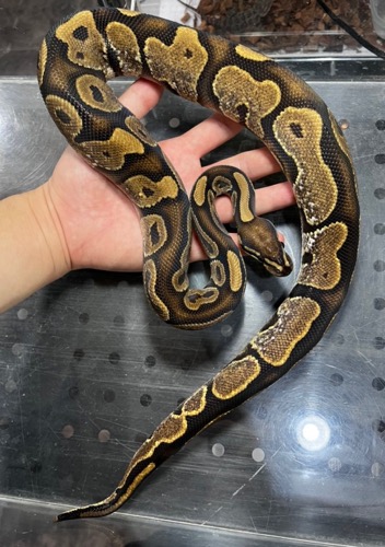 姫路店ボールパイソン シュガー ♀465g | 爬虫類小動物の買取