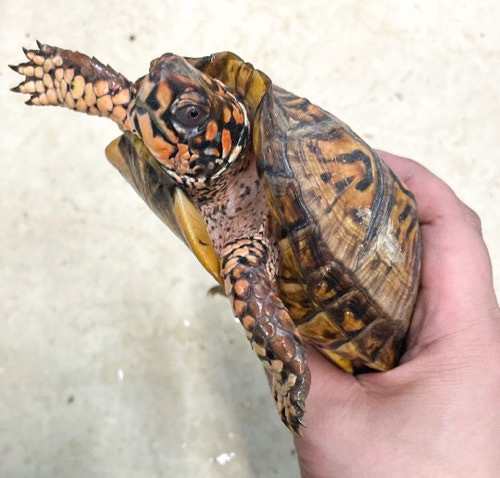 ペア価格！極美！トウブハコガメ アダルト ペア | 爬虫類小動物の買取