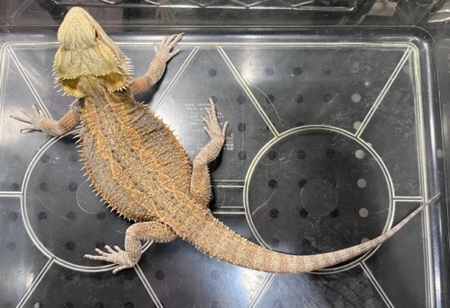 姫路店 6801 フトアゴヒゲトカゲ ブルーバー サブアダルト♀ | 爬虫類