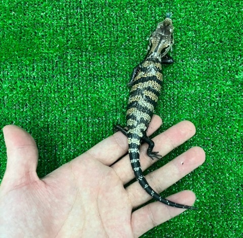 7743ハルマヘラアオジタトカゲhetアザン ベビー | 爬虫類小動物