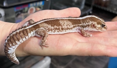 7044 ニシアフリカトカゲモドキ オレオストライプ 飼い込みアダルト