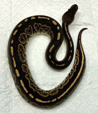 8116 ブラックパステルマホガニー ボールパイソン | 爬虫類小動物の