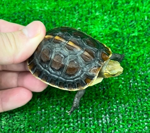 8081 チュウゴクセマルハコガメ tsd♂ 5.5cm | 爬虫類小動物の