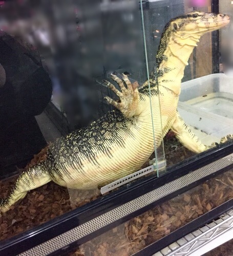 売約済 超big サルバトールモニター タイ産 ベタ慣れ | 爬虫類小動物の