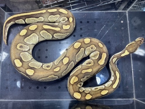 洋書　Designer-Morphs ボールパイソンとボアコンストリクター Designer-Morphs, Volume One: Ball Python and Boa Constrictor