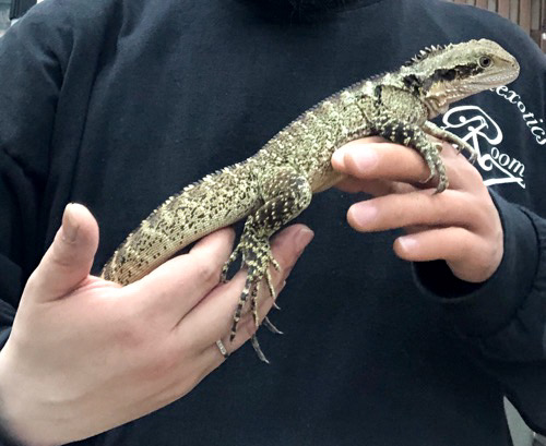 ヒガシウォータードラゴン サブアダルト ♀ 産卵経験あり | 爬虫類