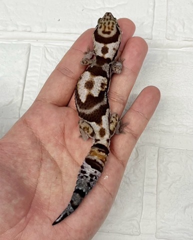 7902 ニシアフリカホワイトアウトhetオレオパターンレス 50%phゴースト