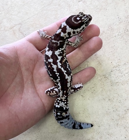 7282ニシアフリカトカゲモドキ ホワイトアウトアベラント