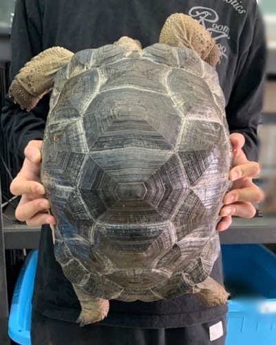 6520 アルダブラゾウガメ 約35cm 飼い込み | 爬虫類小動物の買取＆販売