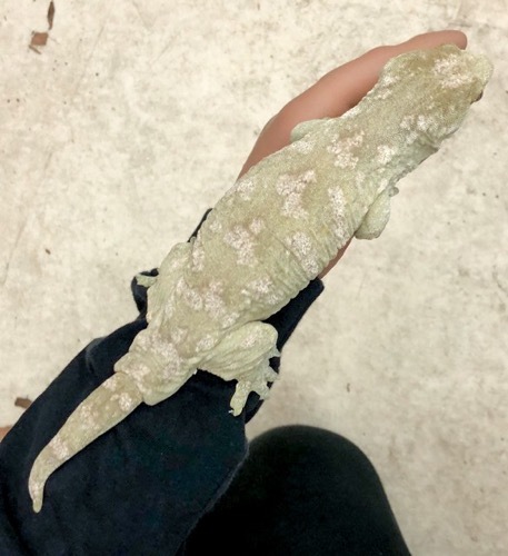 売約済 ツギオミカドヤモリ グランテラ タイプA 28cm 通常280000円