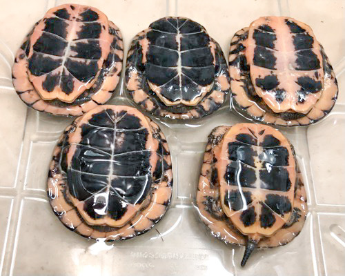 6178 キボシイシガメ 約6cm 通常39800円 | 爬虫類小動物の買取＆販売