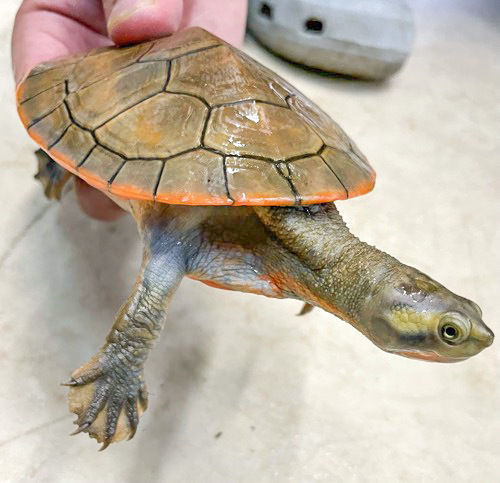 極美！ニシキマゲクビガメ poss.hetラベンダーアルビノ11cm