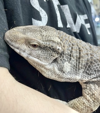 7702 big！サバンナモニター アダルト 慣れた個体 | 爬虫類小動物の
