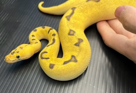 7952 キラーエンチクラウン♀250g ボールパイソン | 爬虫類