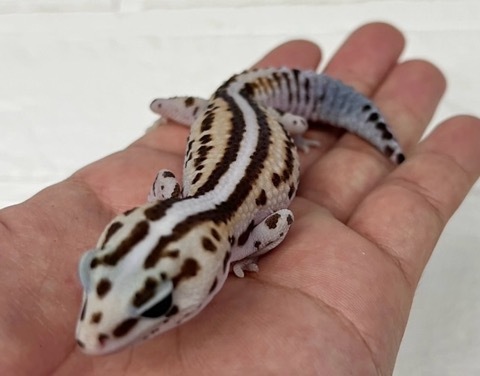 7888 ニシアフリカトカゲモドキ ホワイトアウトパターンレス
