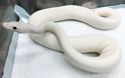 売約済 ボールパイソン ホワイトウェディング サブアダルト♀ | 爬虫類