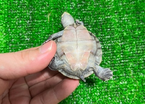 育てよカメ 日陰たくさん作ったら、セマルズ🐢あまり見れなくなった…😅 ①②