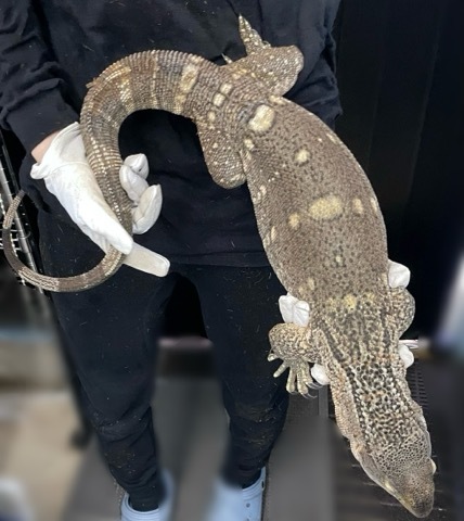 7642 アフリカンロックモニター 約1.2m 飼い込み | 爬虫類小動物