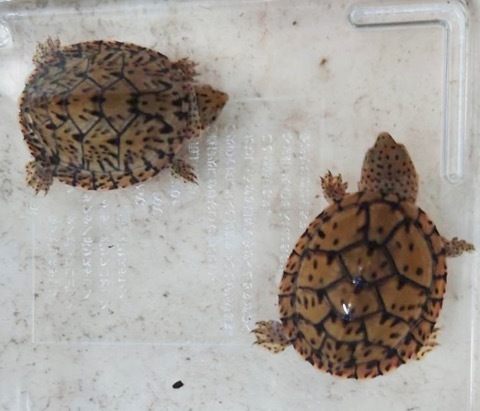 ボリビア産 ナンベイオオタガメ 112mm(管まで) ボリビア産 ナン