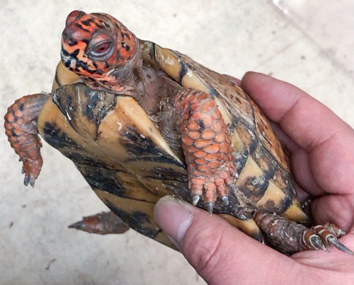 極美！トウブハコガメ スーパーレッド 約13cm 多甲板 | 爬虫類小動物の