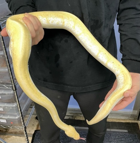 バイバイバナナ 🐍 ・2022ITCB バナナレオパードクラウン ♀ ・0.1 Banana