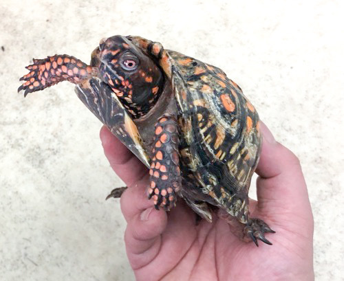 売約済 美個体！トウブハコガメ レッド♂ 12cm | 爬虫類小動物の買取
