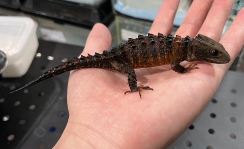 7143 モトイカブトトカゲ 飼い込み♀ | 爬虫類小動物の買取＆販売