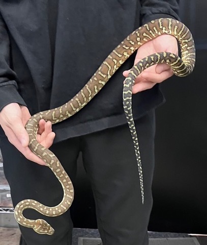EGDE SNAKE スネーク　ビキニ　ローライズ　蛇　パイソン　サイズM EGDE SNAKE スネーク ビキニ ローライズ 蛇 パイソン サイズM