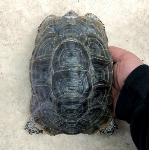 売約済 ブラックギリシャリクガメ アダルト 17cm | 爬虫類小動物の買取
