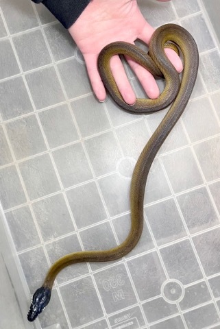 姫路店6969アルバーティスパイソン 飼い込み ベビーヤング